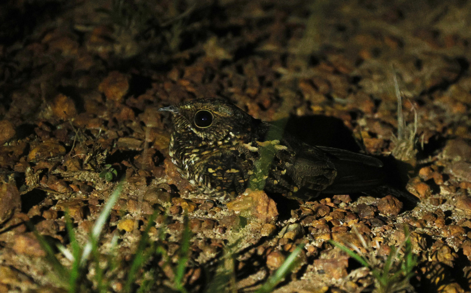 image White-tailed Nightjar